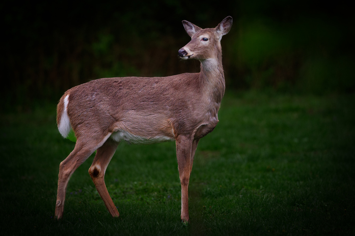 deer-crashes-through-window-into-amherst-school-cafeteria