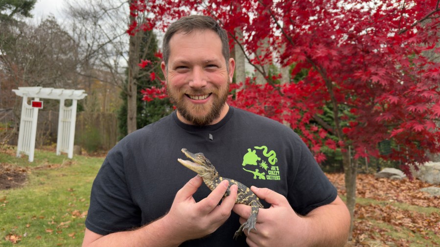 small-alligator-rescued-in-boston-after-slithering-into-the-city’s-heart-on-social-media