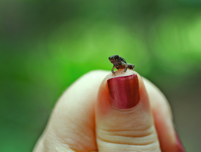 newly-identified-toad-species-leapfrogs-tadpole-stage