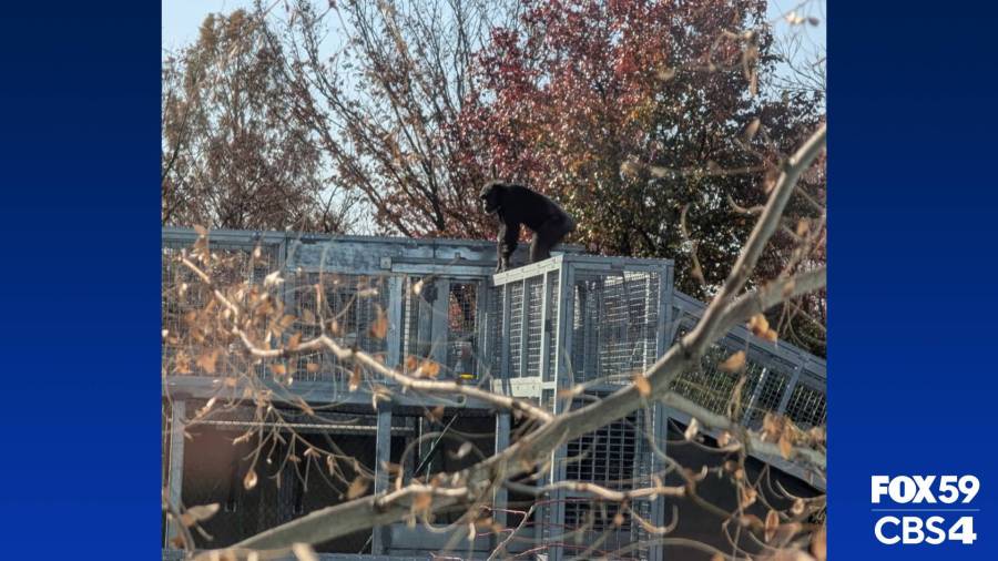 chimp-recaptured-after-escaping-indianapolis-zoo-exhibit