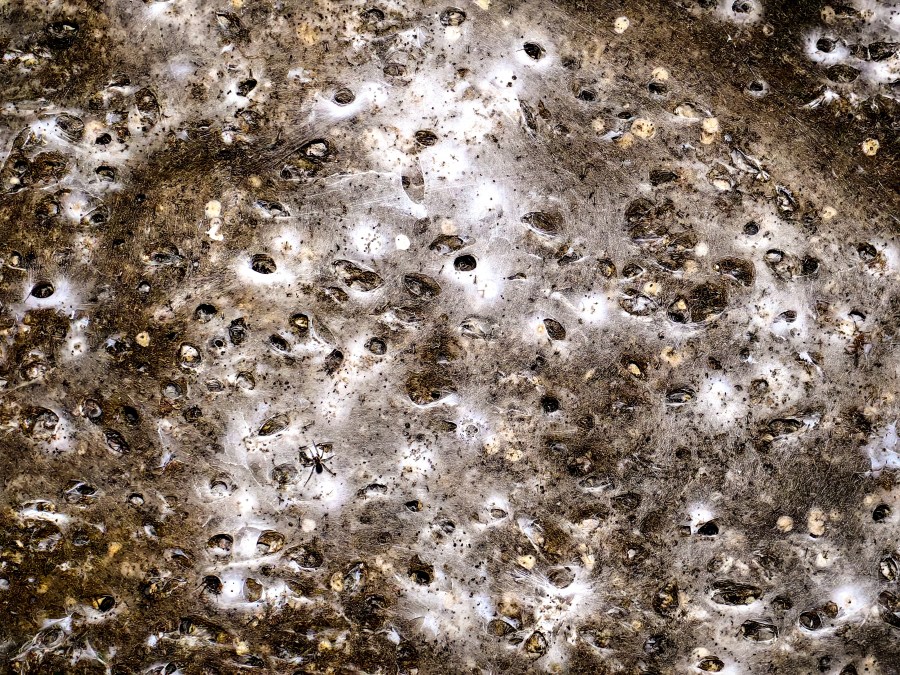 arachnid-super-web-reveals-the-surprising-‘constant-party’-life-of-cohabiting-spiders