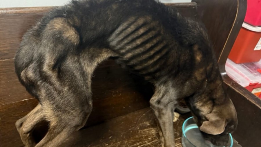 east-liverpool-police-looking-for-owner-of-neglected,-abandoned-dog