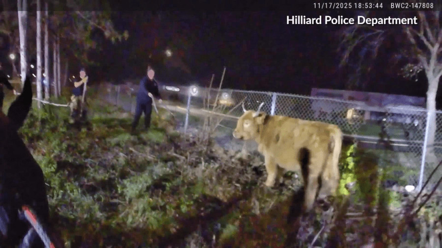 ‘hold-its-horn’:-body-cam-footage-shows-cow-loose-on-i-270