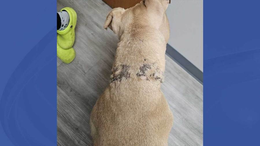 man-charged-after-local-humane-worker-bitten-by-dog