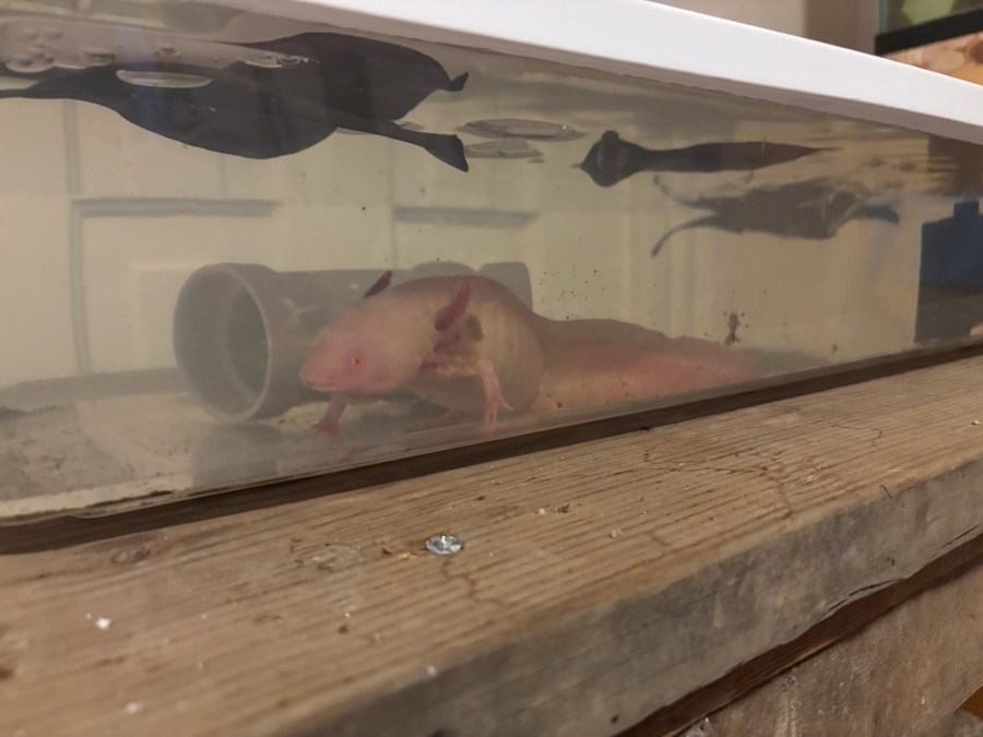 axolotl-dies-after-being-found-in-pa.-creek
