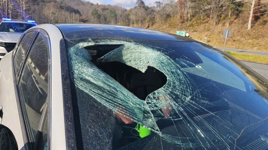driver-in-north-carolina-to-911:-‘i-just-had-a-bald-eagle-drop-a-cat-through-my-windshield’