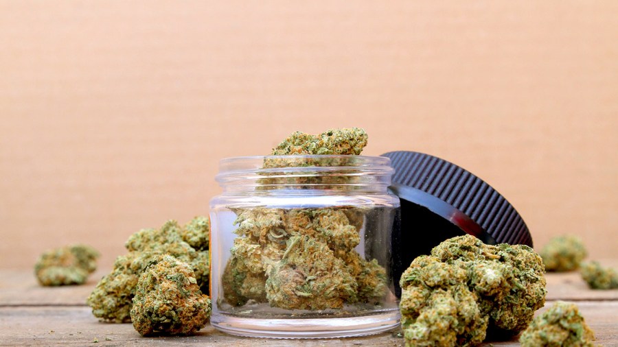 new-cannabis-program-blooms-at-kent-state