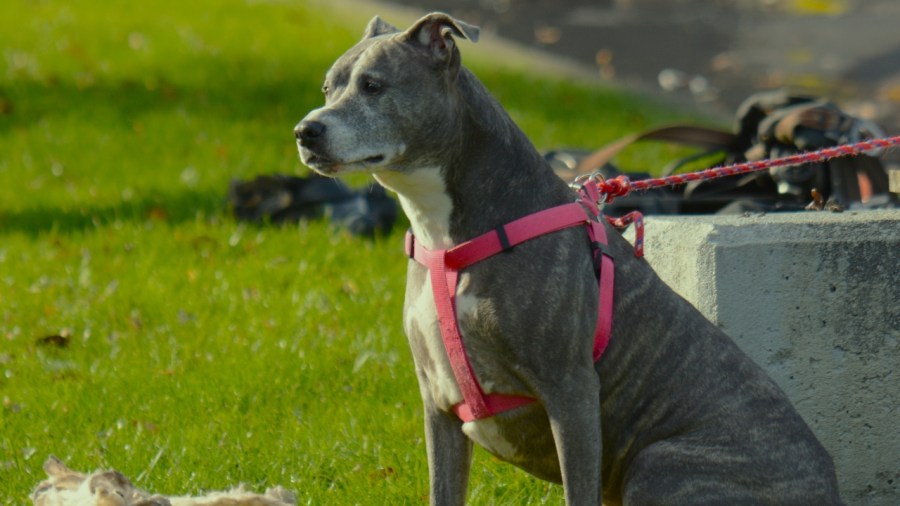 animal-charity-of-ohio-asks-community-to-help-displaced-phoenix-house-pets