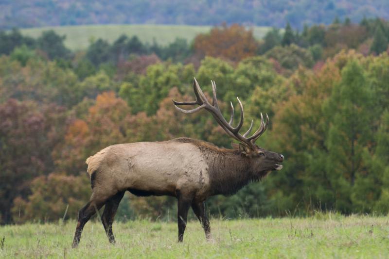skepticism-surrounding-pennsylvania’s-elk-hunting-tag-lottery