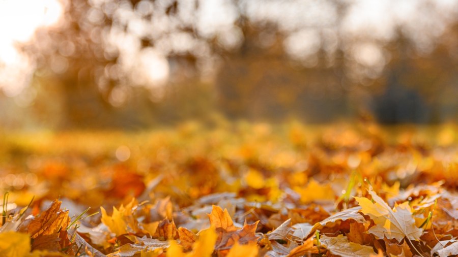 looking-back:-thanksgiving-weather-extremes-in-youngstown