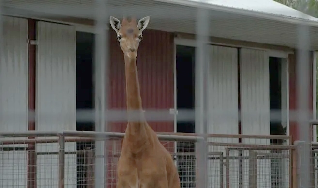 kipekee,-rare-spotless-giraffe-at-tennessee-zoo,-dies