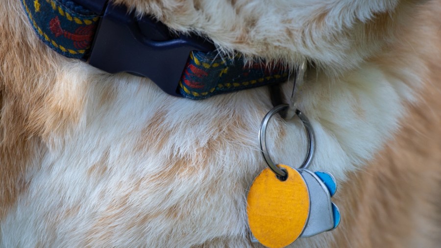 columbiana-county-2026-dog-licenses-going-on-sale-monday