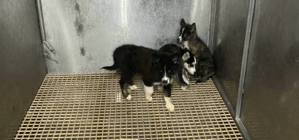 ohio-bill-seeks-to-expand-oversight,-regulation-of-puppy-mills
