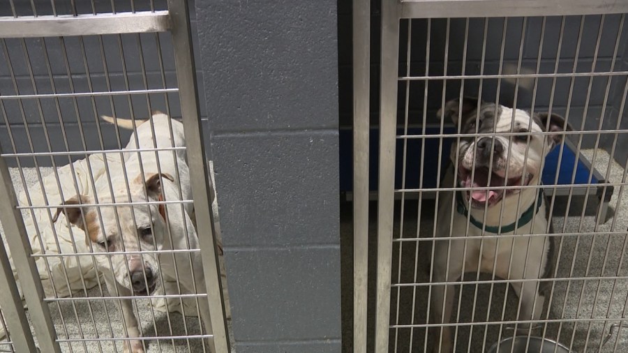 animal-charity-of-ohio-launches-giving-tuesday-match-challenge