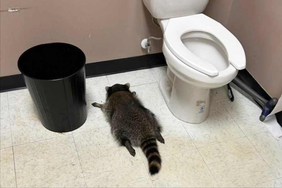 raccoon-goes-on-drunken-rampage-in-virginia-liquor-store-and-passes-out-on-bathroom-floor