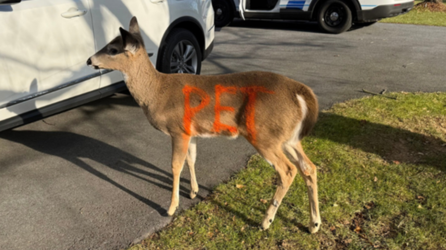 deer-marked-‘pet’-with-spray-paint-found-in-pennsylvania-community