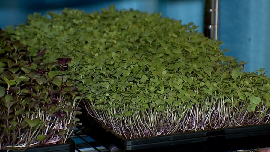 how-to-kickstart-your-garden-for-spring,-even-with-snow-and-cold-temperatures