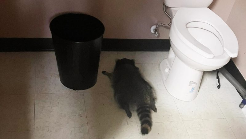 ‘intoxicated’-raccoon-gets-its-own-cocktails,-t-shirts-after-ransacking-virginia-liquor-store