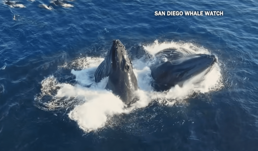 watch:-humpback-whales-engage-in-rare-anchovy-feed-off-san-diego-coast