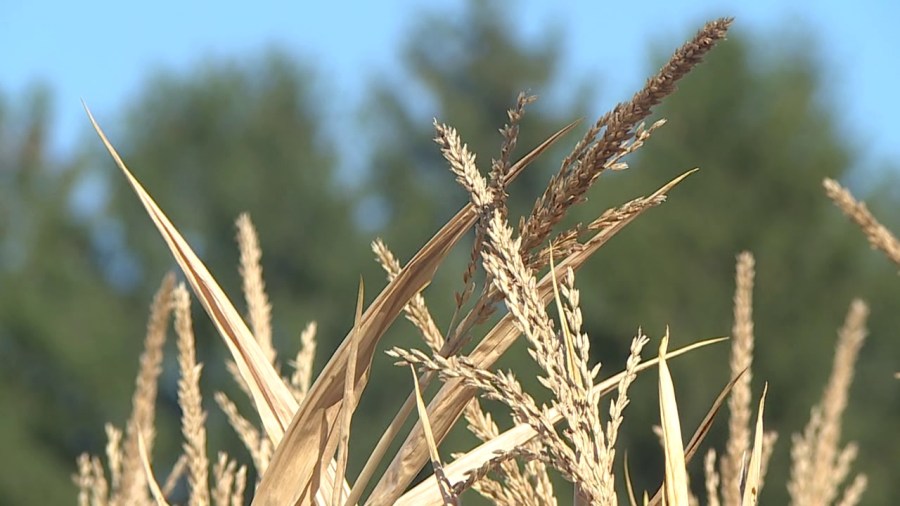 farming-season-is-over.-how-was-this-year’s-harvest?