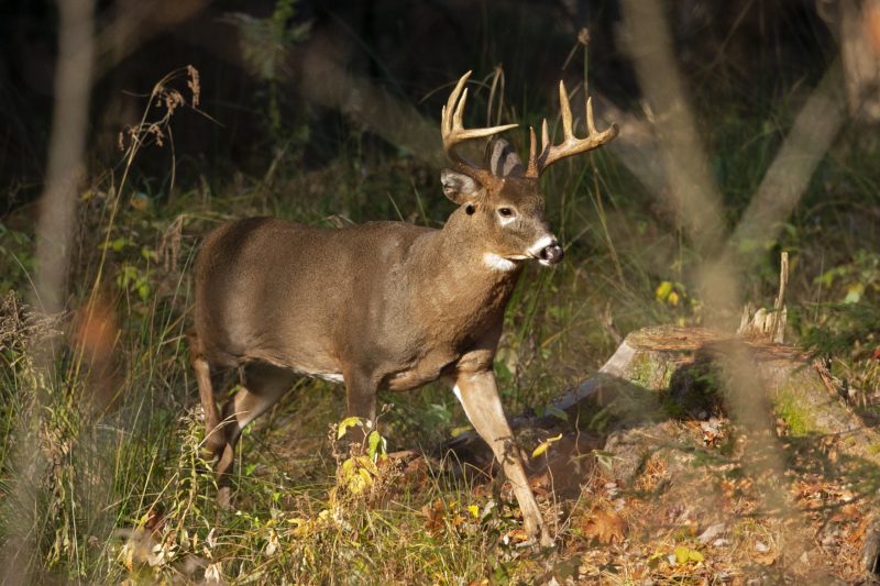 how-many-deer-checked-during-ohio’s-gun-season