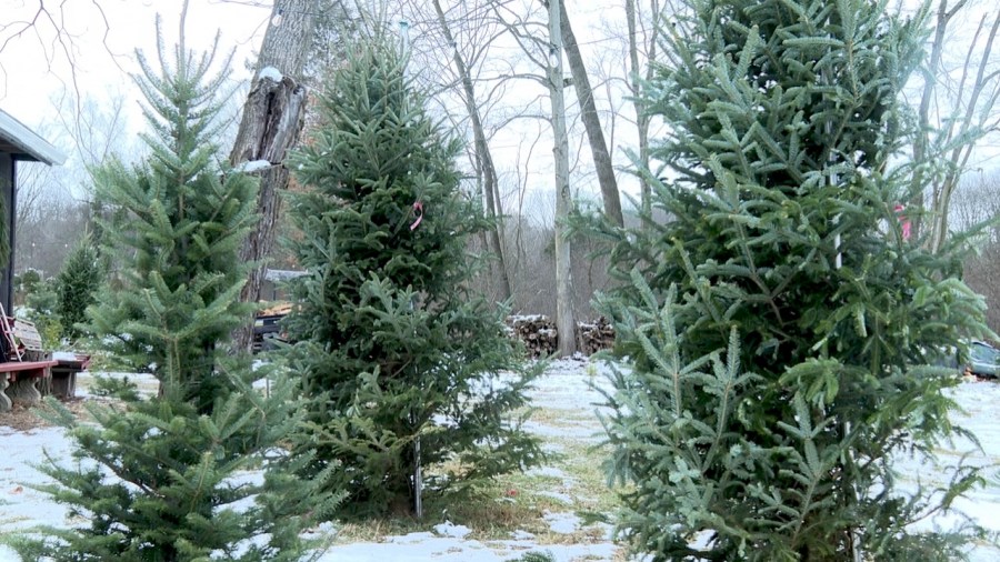 how-to-avoid-critters-in-your-christmas-tree