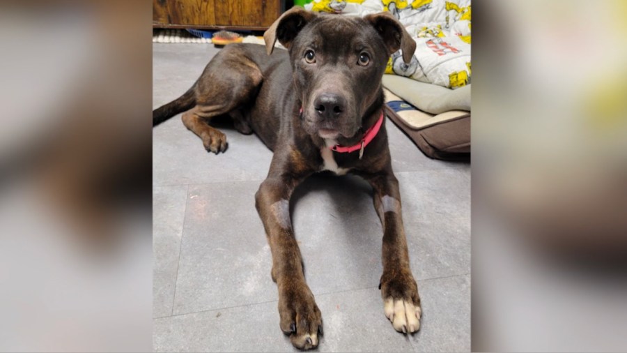 neglected-dog-recovers,-soon-up-for-adoption