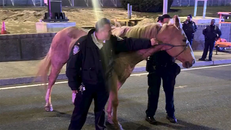 four-legged-suspect-leads-to-unusual-chase-at-jfk-airport:-‘no-horsing-around’