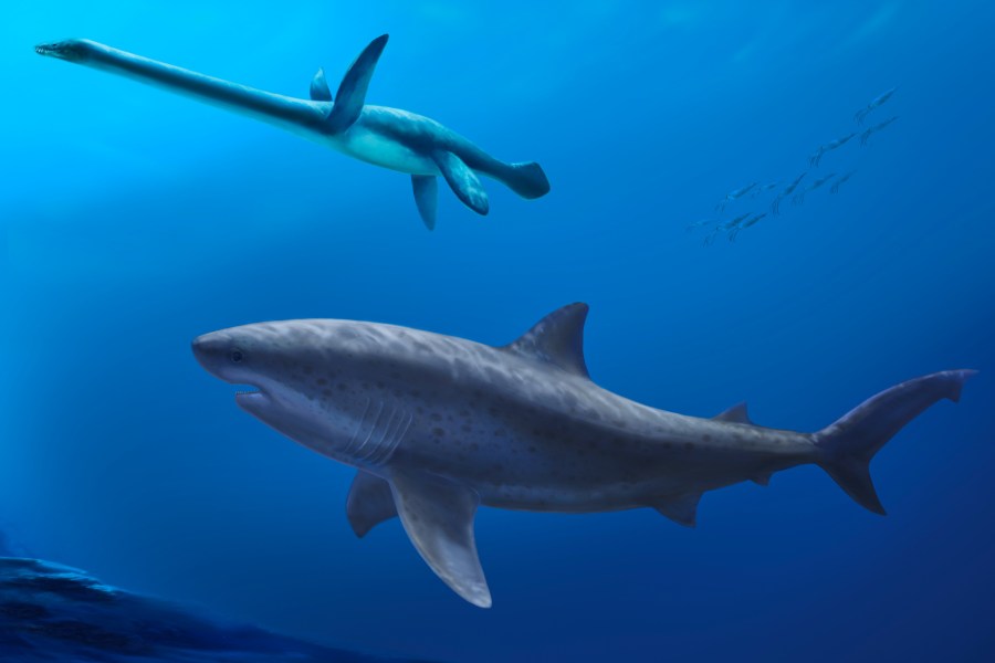 before-megalodon,-researchers-say-a-monstrous-shark-ruled-ancient-australian-seas