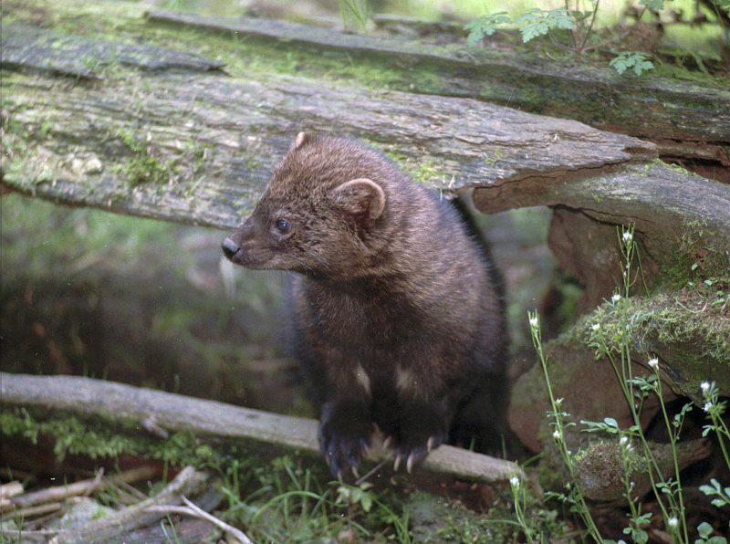 animal-spotted-in-ohio-for-first-time-in-more-than-a-century
