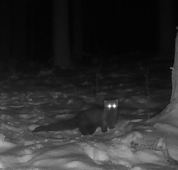 animal-spotted-in-cuyahoga-county-for-first-time-in-more-than-a-century