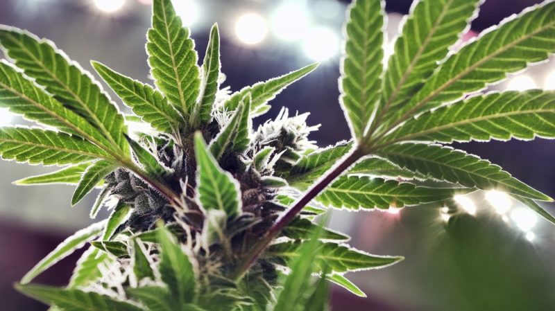 trump-says-he-is-‘considering’-marijuana-reclassification