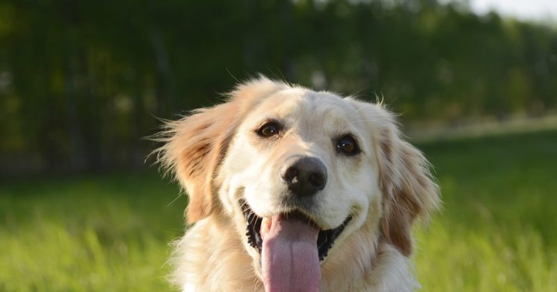 woman-sues-irs-to-have-pets-classified-as-dependents