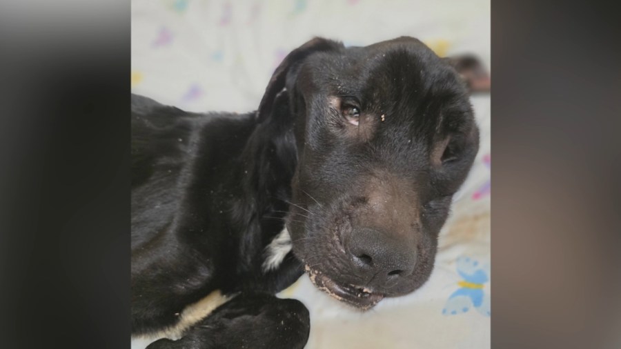 warren-man-sentenced-for-dog’s-death