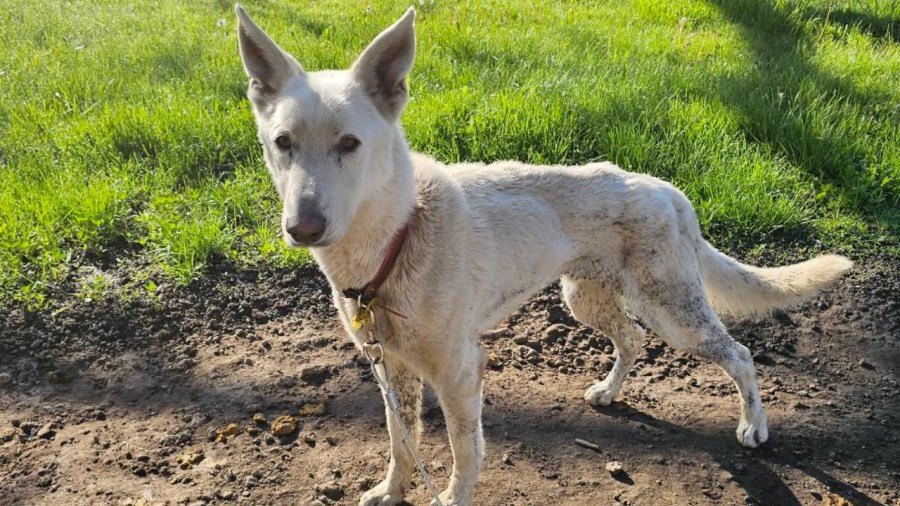 sentence-handed-down-in-warren-animal-cruelty-case