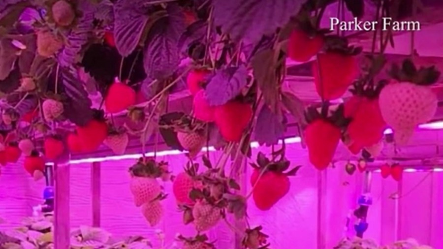 last-year’s-remarkable-woman-continues-her-goal-of-fresh-produce-for-all