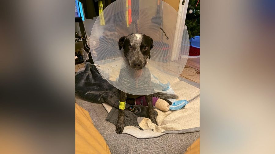 dog-to-lose-leg-after-package-thief-left-gate-open,-family-says