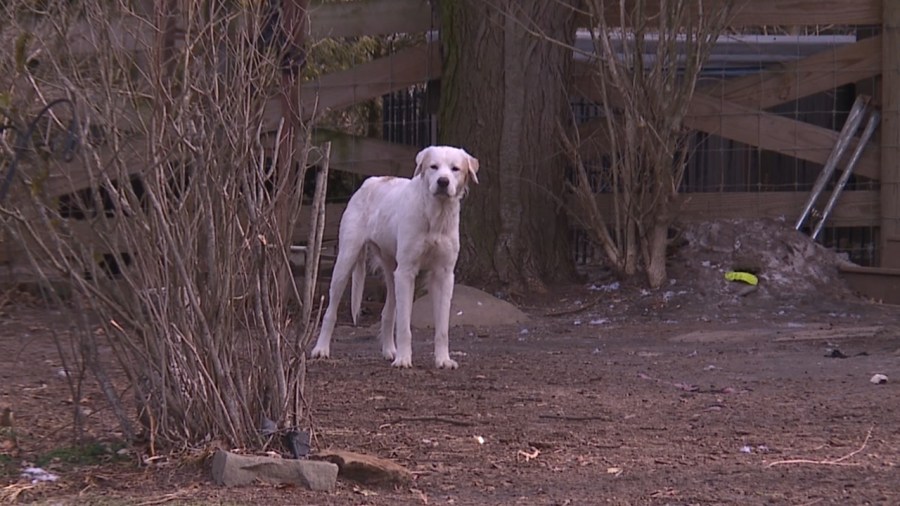 local-animal-rescue-specializes-in-rehoming-large-dogs