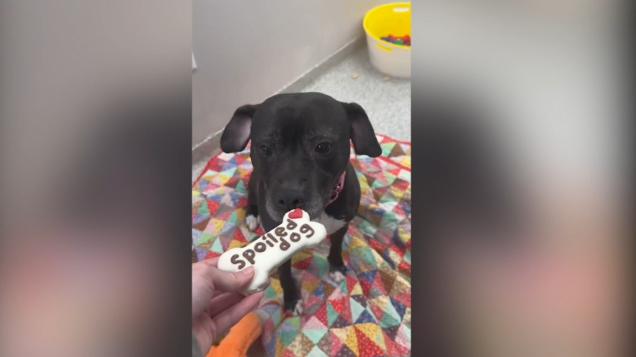 dog-adopted-from-animal-charity-after-7-years