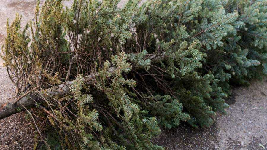 local-business-offers-free-curbside-christmas-tree-pick-up