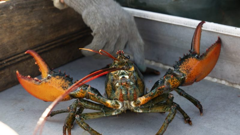 $400k-worth-of-live-lobsters-stolen-before-reaching-costco