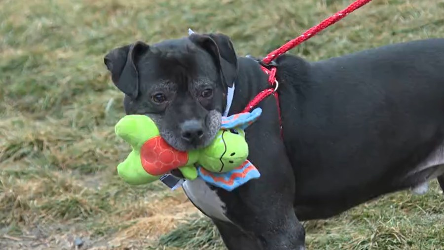 after-seven-years-onyx,-a-shelter-dog,-leaves-for-his-new-home