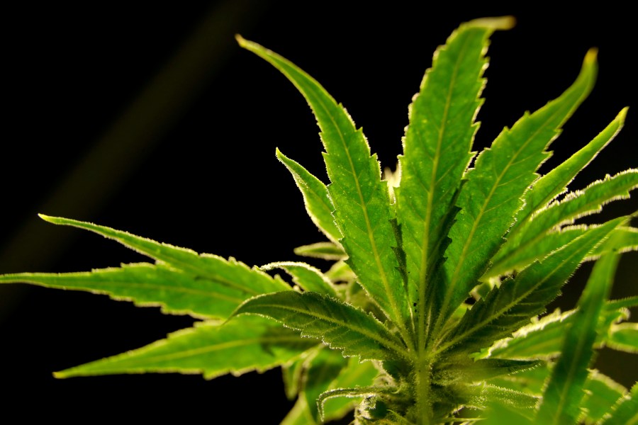 ohio’s-upcoming-marijuana-policy-changes