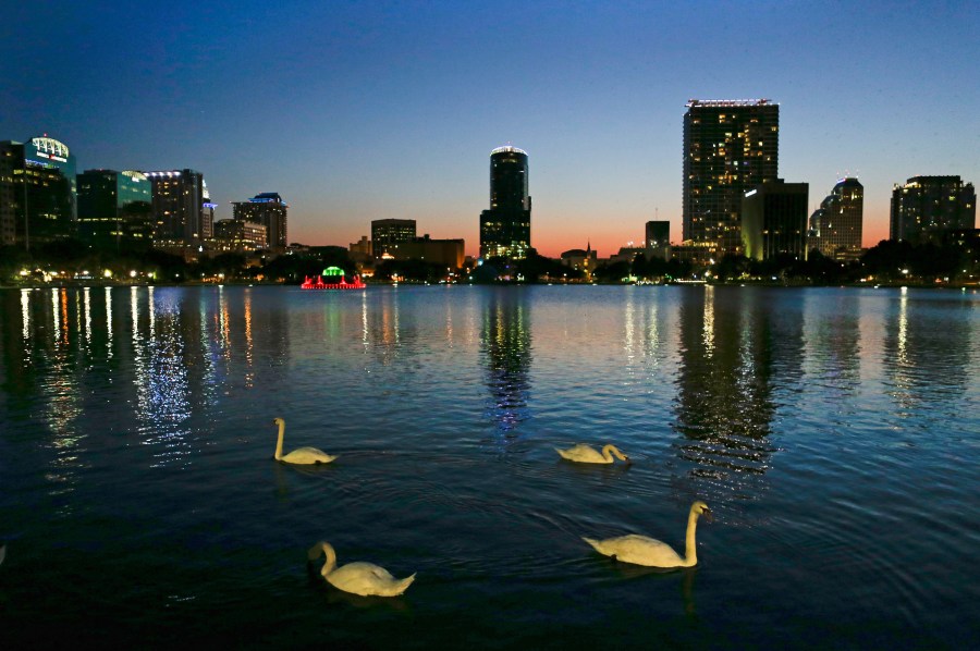 officials-suspect-bird-flu-after-12-swans-die-at-orlando’s-lake-eola