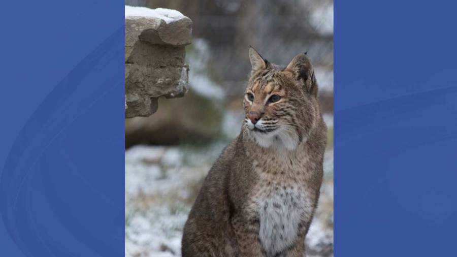 bobcats-returning-to,-thriving-in-ohio:-odnr
