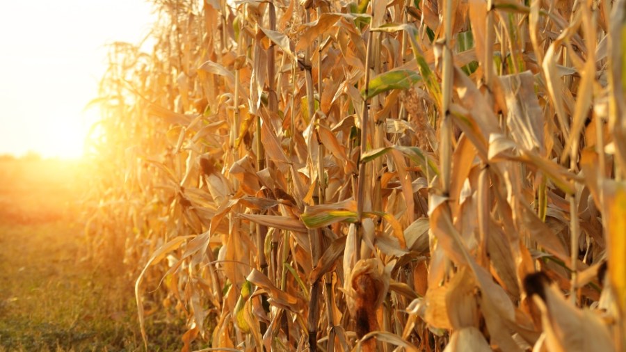 looking-back:-top-5-weather-stories-of-2025