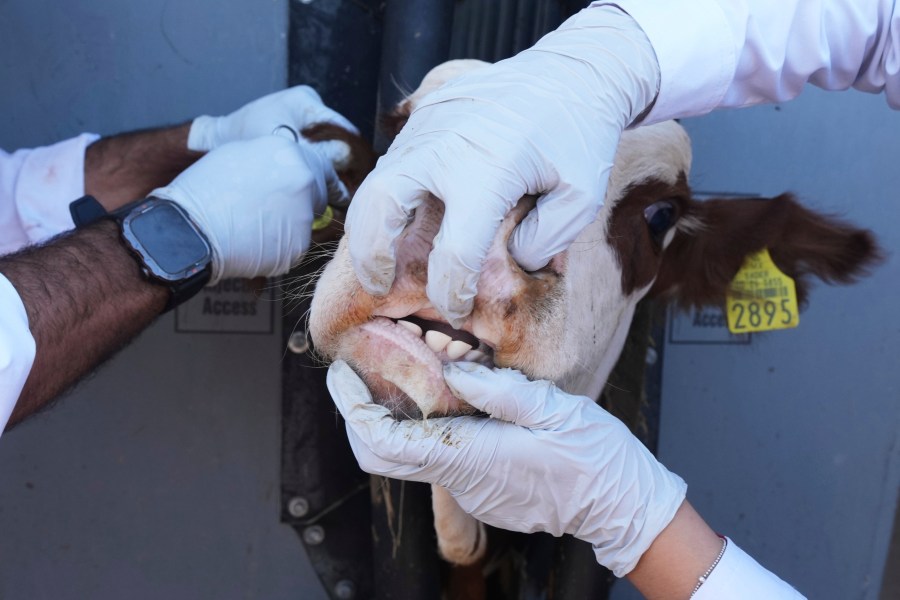 mexican-border-state-reports-1st-case-of-new-world-screwworm