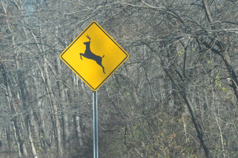 sharpshooters-to-begin-reducing-deer-population-in-ohio-neighborhood
