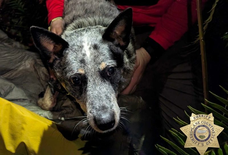 missing-woman,-82,-found-alive-in-the-woods-after-dog-kept-her-warm,-deputies-say