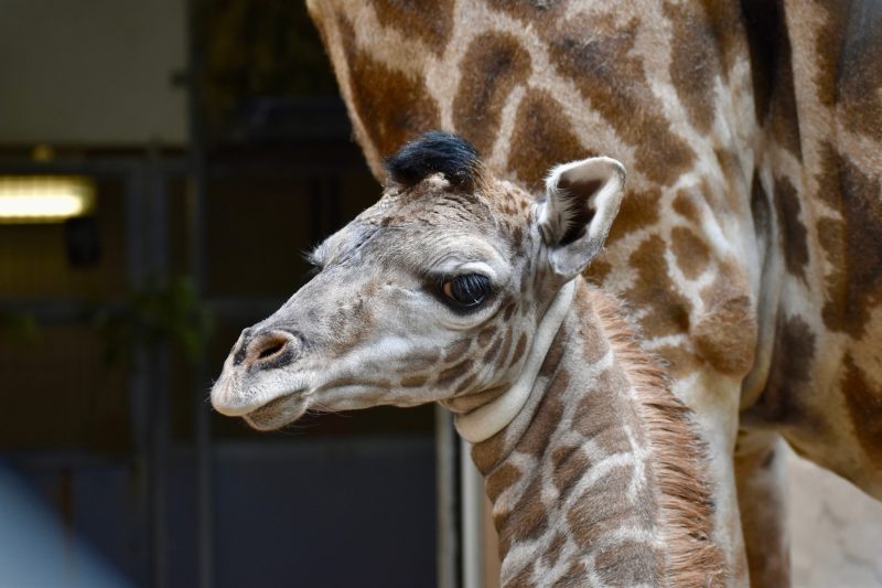 endangered-giraffe-dies-in-‘very-tragic-and-unfortunate-incident’-at-zoo
